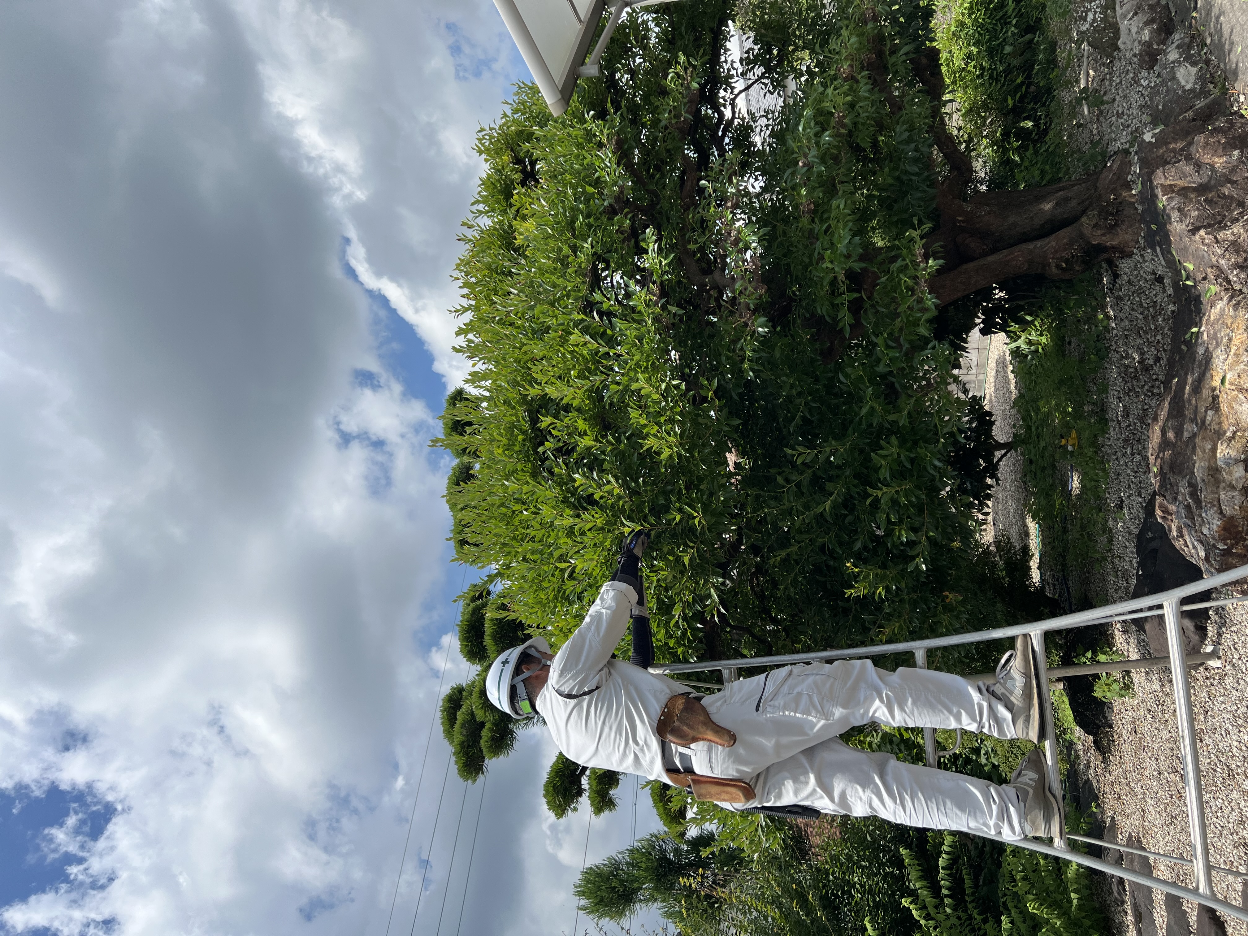 剪定作業をする職人